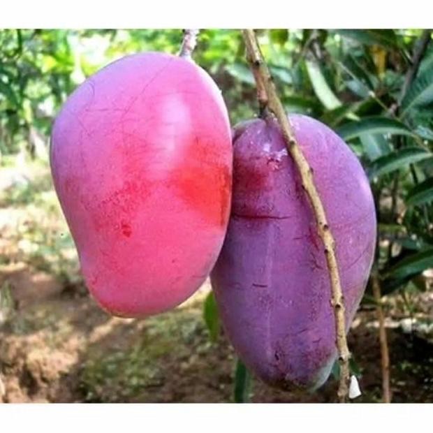 POHON Terlaris Terlaris BIBIT TANAMAN MANGGA IRWIN SIAP BUAH DDDD TERLARIS