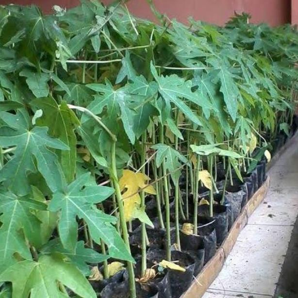POHON bibit tanaman buah pepaya taiwan unggul DDDD TERLARIS