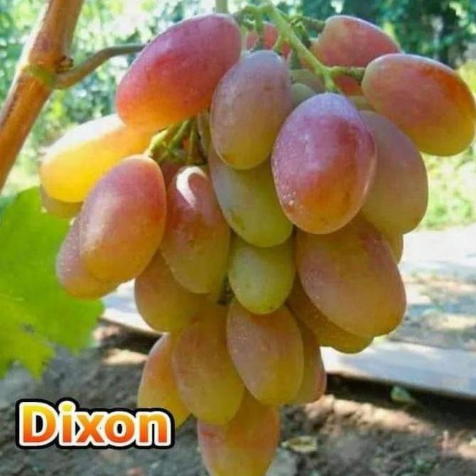 BIBIT ANGGUR IMPORT DIXON (asli grafting)