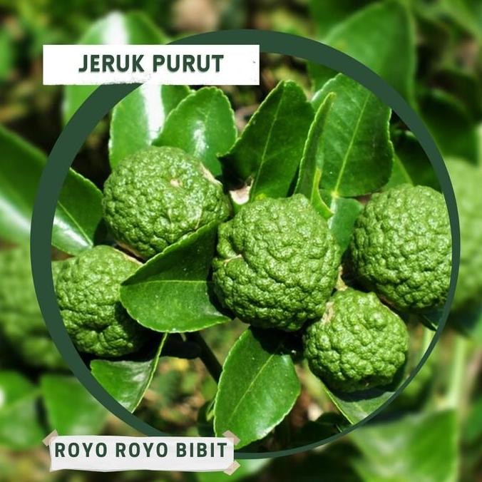 POHON Bibit Jeruk Purut bumbu masak tanaman buah hidup siap tanam DDDD TERLARIS