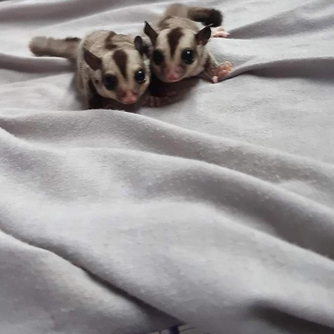 sugar glider baby LJ