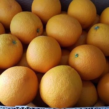 

PROMO - Bibit_Jeruk_Sunkist_Manis_California_Biji