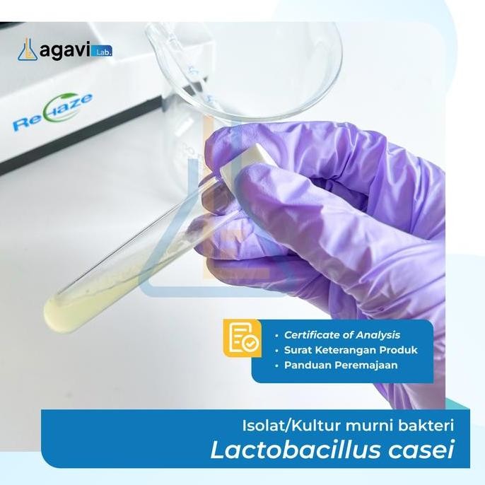 Promo Kultur/ isolat bakteri Lactobacillus casei COD
