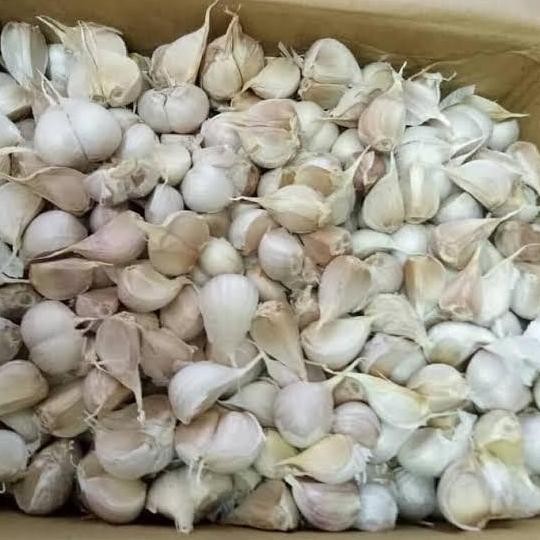 

JH8 Bawang Putih Kating