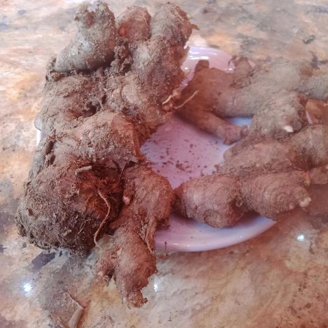 

JH8 jahe merah 1 kg fresh ukuran besar dan sedang