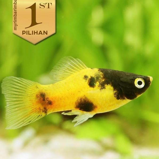 Paket Koloni (isi 10) Baby Platy Bumble Bee Ikan Hias Aquascape Hiasan Aquarium Tanaman Air Tawar