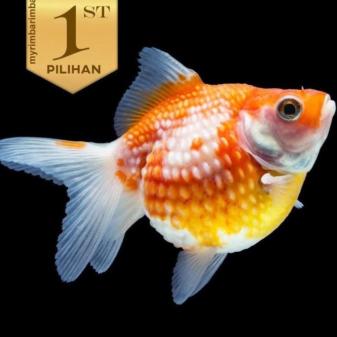 Paket Koloni (isi 10) Ikan Mas Koki Mutiara Tikus Hiasan Aquarium Tanaman Aquascape Kolam