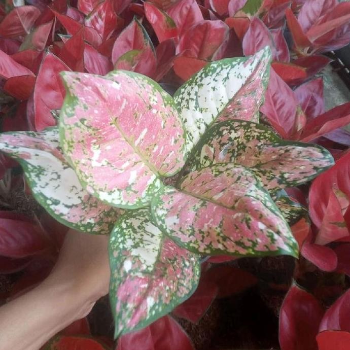 Paket Tanaman Bunga Hias Aglonema 11 Macam Kualitas Terbaik Harga Termurah