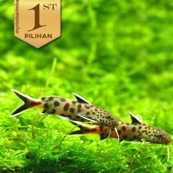 Petricola Totol Ikan Hias Aquascape Hiasan Aquarium Tanaman Air Tawar