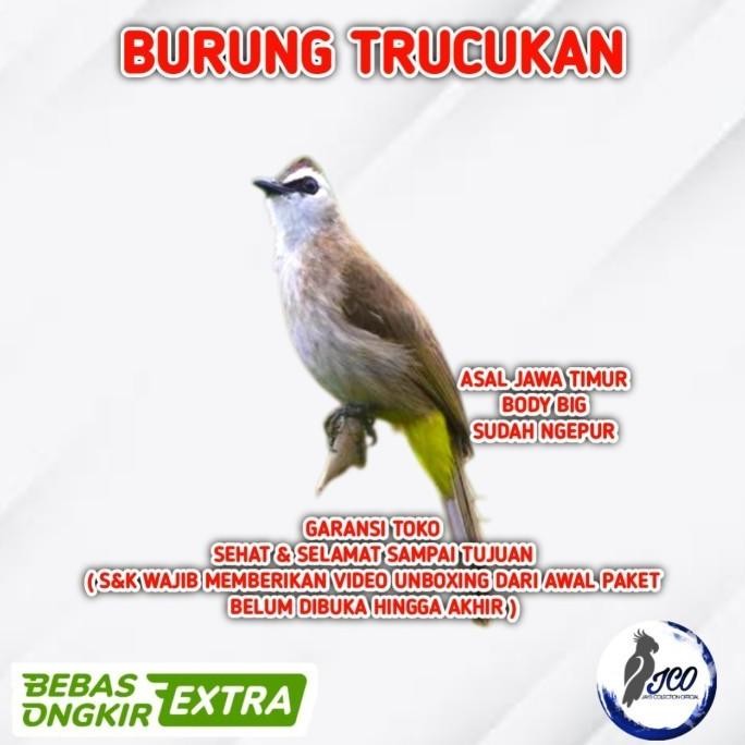 BURUNG TRUCUKAN JAWA TIMUR BURUNG TRUCUK