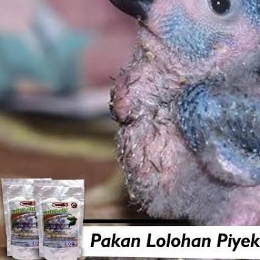 

BURLOH LOLOHAN BUBUR LOLOH PIYEK BURUNG