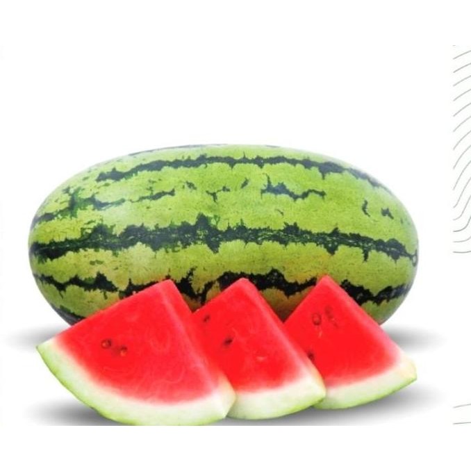 2 SEMANGKA TT DRAGON bibit tanaman buah semangka merah lonjong ATV