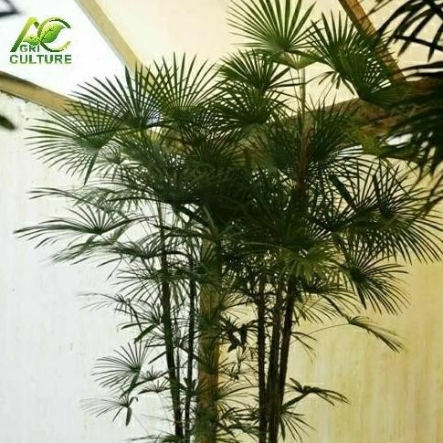 Sale Tanaman Palem Regu Mini Palem Cina The Best Palm For Indoor Growing