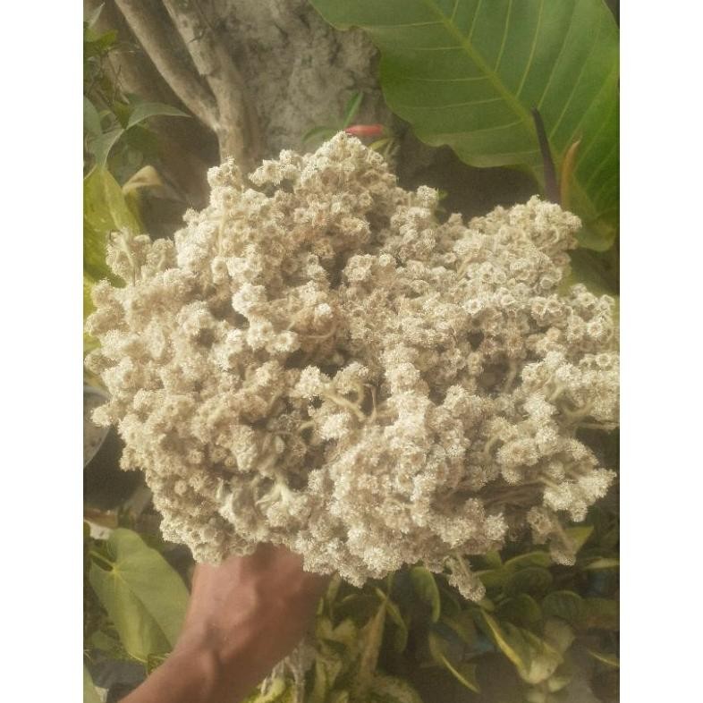 BUNGA EDELWEISS