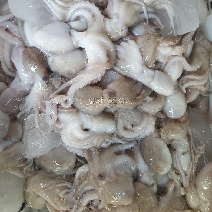 

Baby Octopus / Baby Gurita Frozen