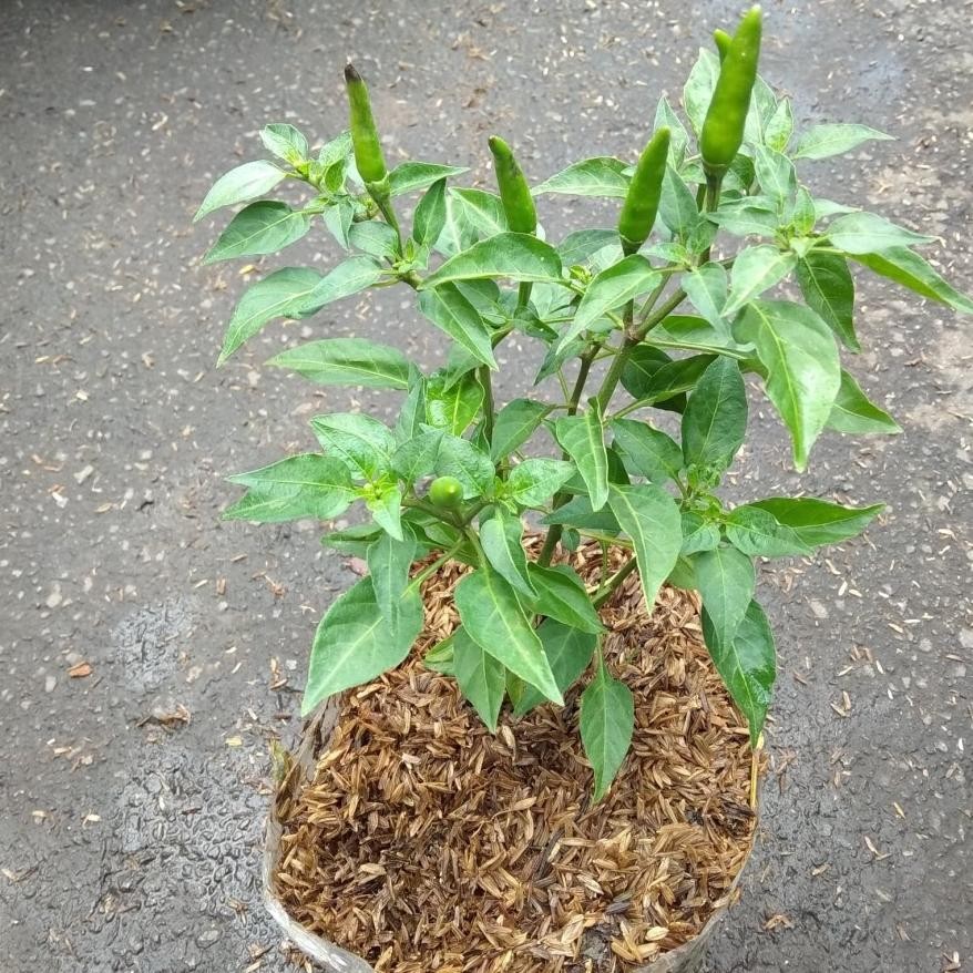 Zai-2530 Bibit Tanaman Cabe / Bibit Cabe Rawit Setan Siap Tanam - Pohon Cabe Rawit Setan