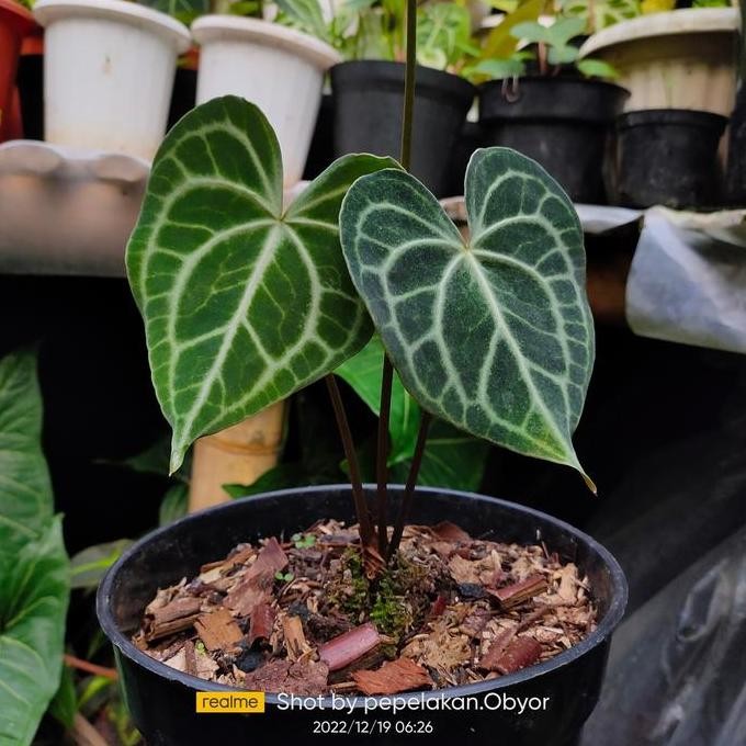 Anthurium King Of Clarinervium X Queen Of Clarinervium