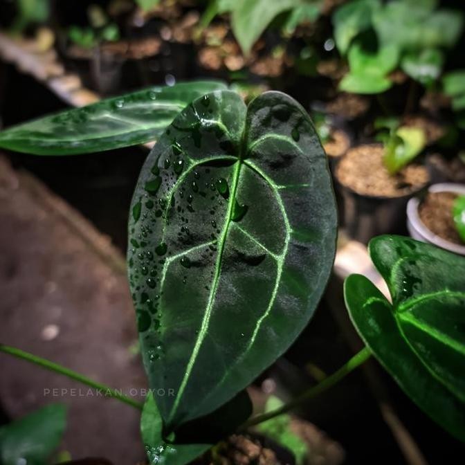 Anthurium Papilillaminum X Forgetii Spyder