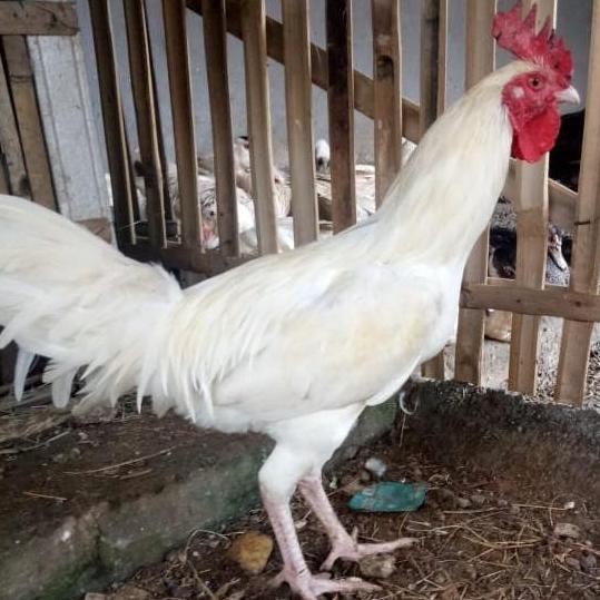 

Ayam Kampung + Daging Ayam Kampung + Ayam Kampung Hidup/Potong Fresh