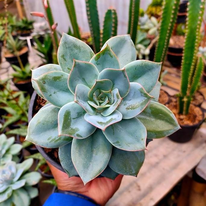 Sukulen Size Besar Jumbo Realpict