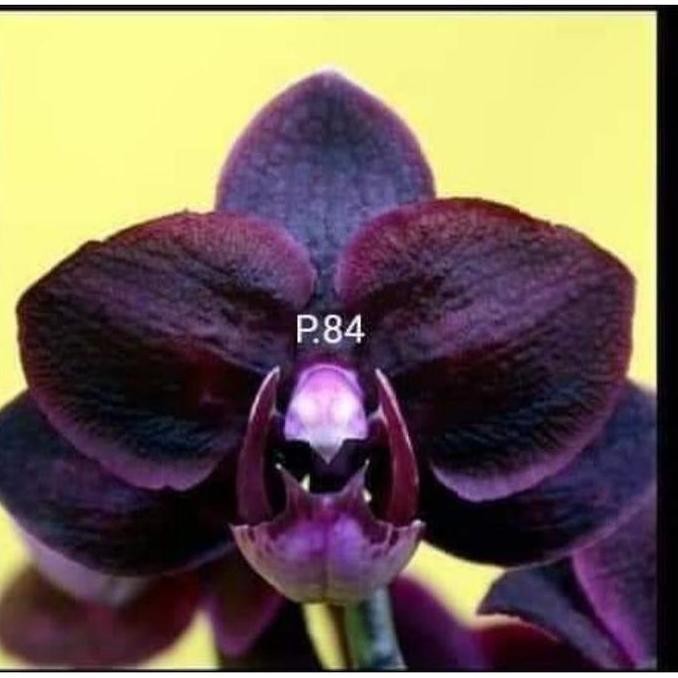 Promo PROMO# anggrek remaja bulan hybrid novelty warna hitam bisa cod COD