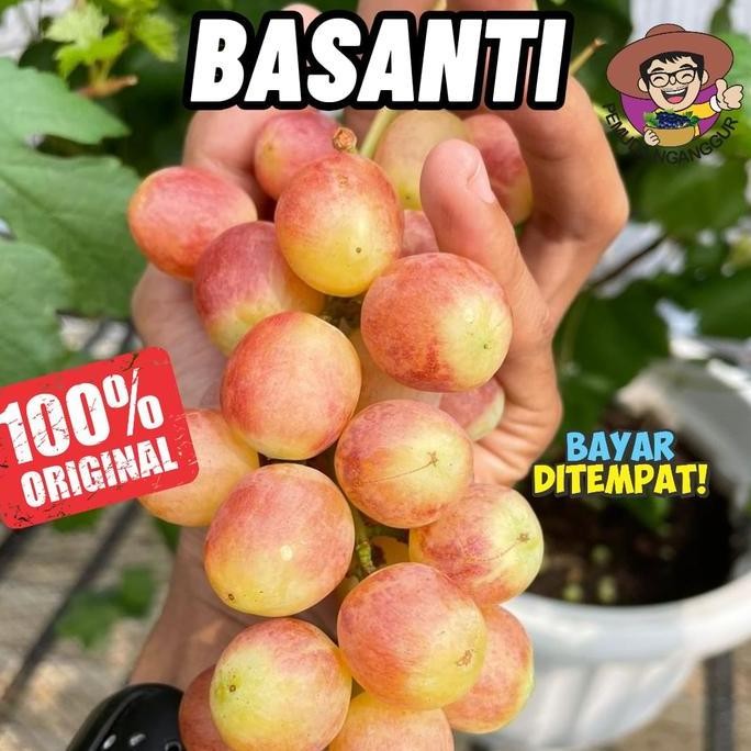 

Promo BIBIT ANGGUR IMPORT BASANTI VALID COD