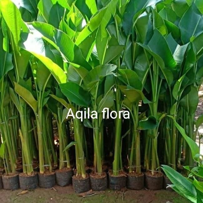 

Promo pisang karibay tinggi 1,5 meter COD