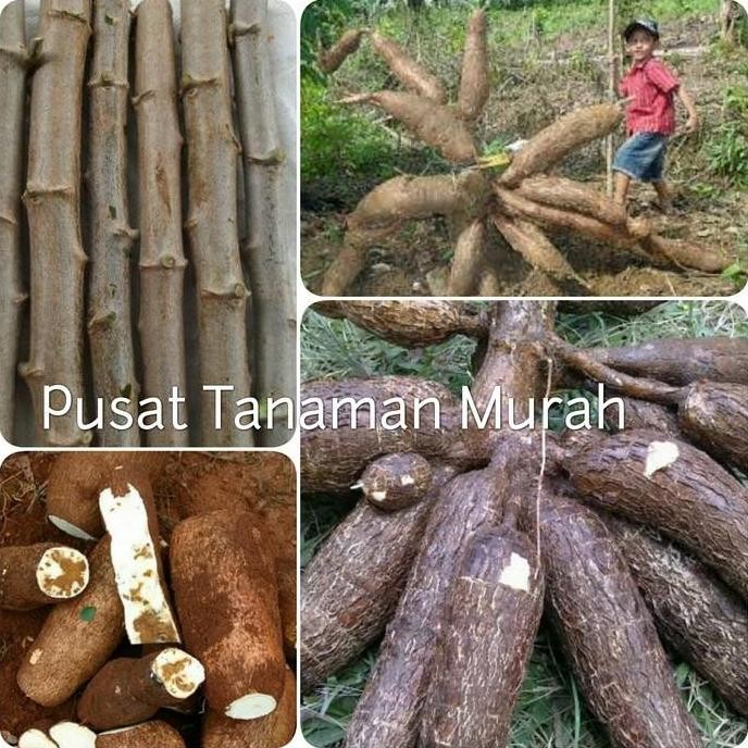 

Promo Bibit Singkong Gajah Super 12 Batang 1kg/singkong pulen/ COD