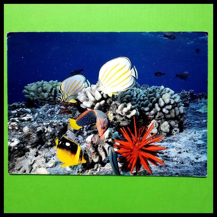 

TERBARU PRANGKO AMERIKA. IGOR SIKORSKY KARTUPOS UNDERWATER TROPICALS !!!!