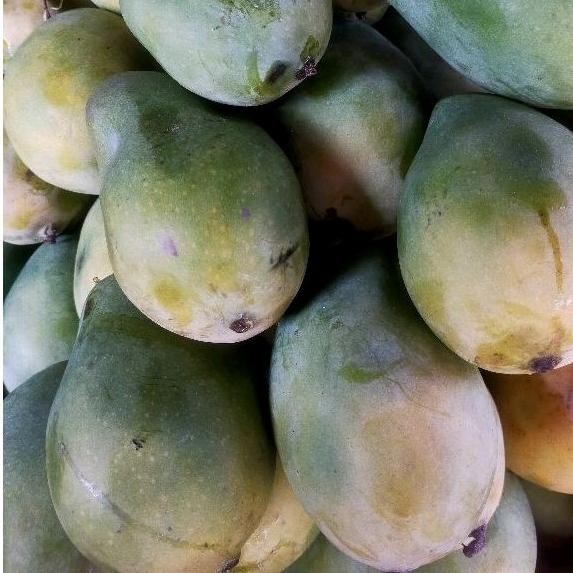 

Cri Mangga Harum Manis