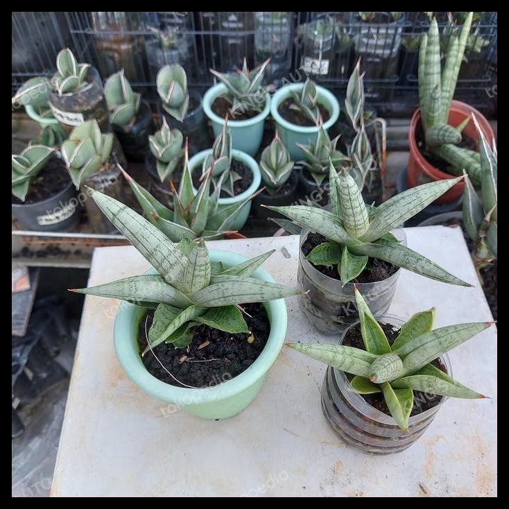 HOT DEAL SANSE - SANSEVIERIA BONCEL SILVER 1 POT 