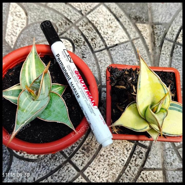 GRATIS ONGKIR SANSE SANSEVIERIA PINGUICULA VARIGATA (1 POT) 15112023 !!!!!!