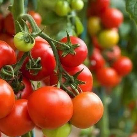 

TOMAT CERRY DI JAMIN BERBUAH + POT