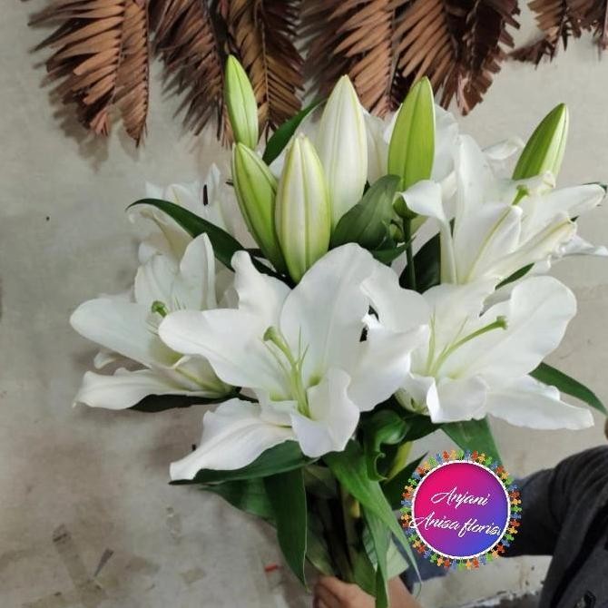 bunga Lily/bunga asli