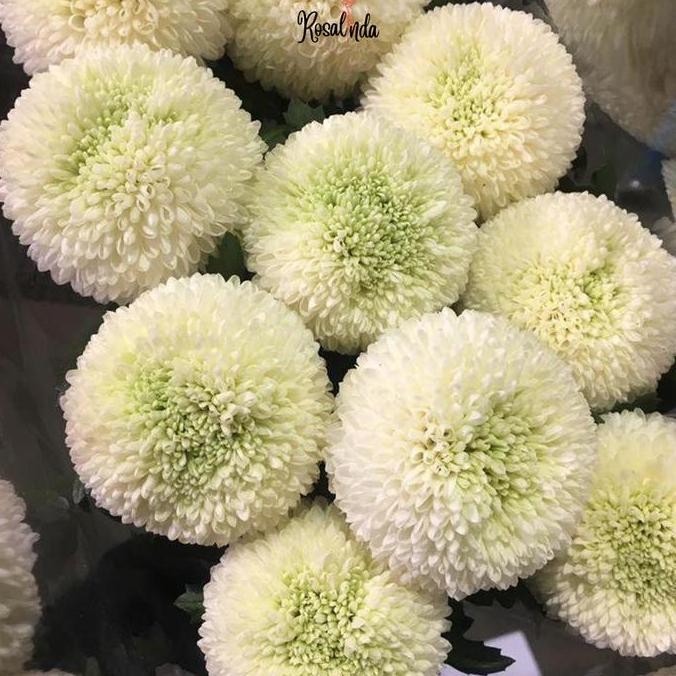 Bunga Krisan Pom Pom / Ping Pong / Bunga Potong Segar