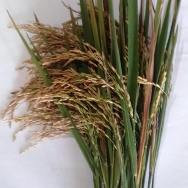 

Padi Utuh Tangkai Padi Utuh Whole Dry Rice Stalk Perikat 10 Tangkai Cocok Untuk Dekorasi Rustic Craft Art Dan Mahar Seserahan