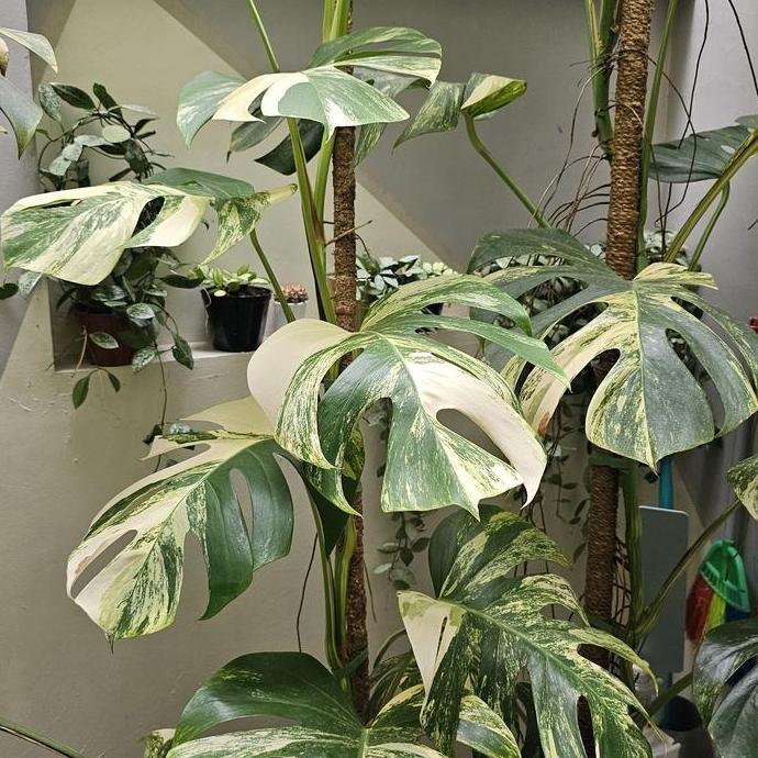 MONSTERA MARMORATA EKONOMIS /AUREA VARIEGATA