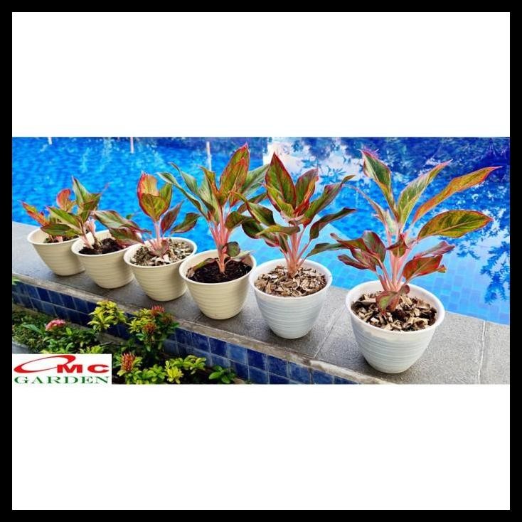 HOT DEAL AGLONEMA RED LIPSTICK LIPSTIK MERAH SIAM AURORA SRI REJEKI 1520 