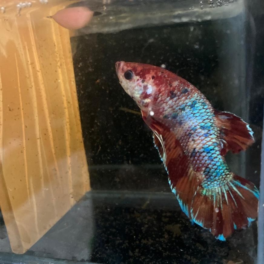 ikan Hias Cupang Jayen Multi Colour Ikan Hias Aquarium Aquascape