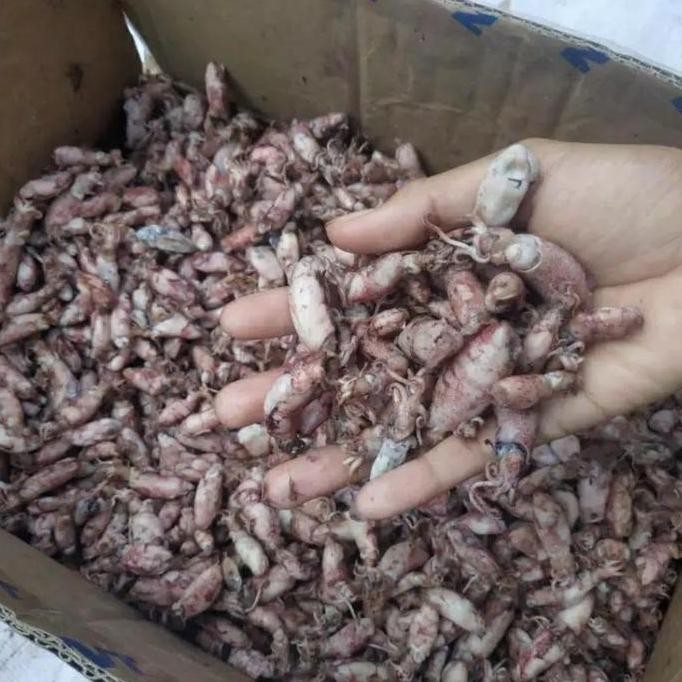 

beby cumi 1kg ikan asin