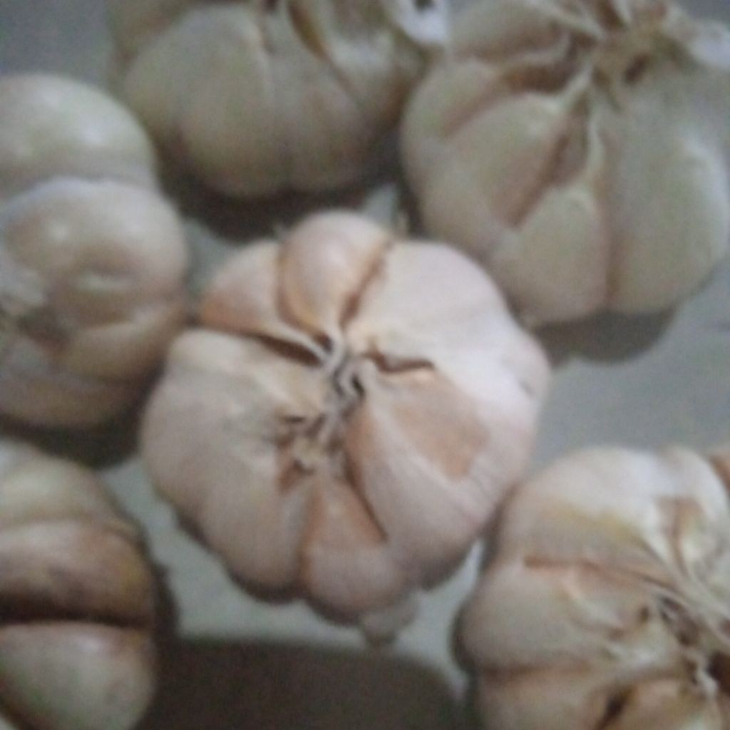 

bawang putih sico bersih kemasan 1 kg
