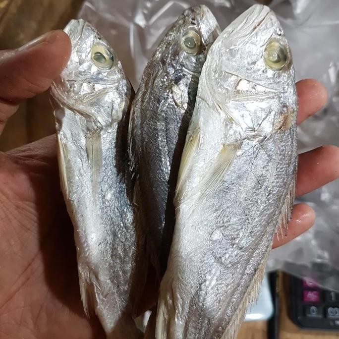 

Ikan Asin Samge Bulat