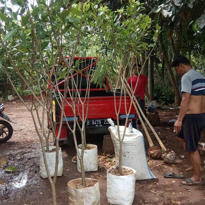 Pohon Bunga Tabebuya Sakura Pink 2 Meter /Tanaman Hias Tabibuya Terbaru Best Quality 100% Original