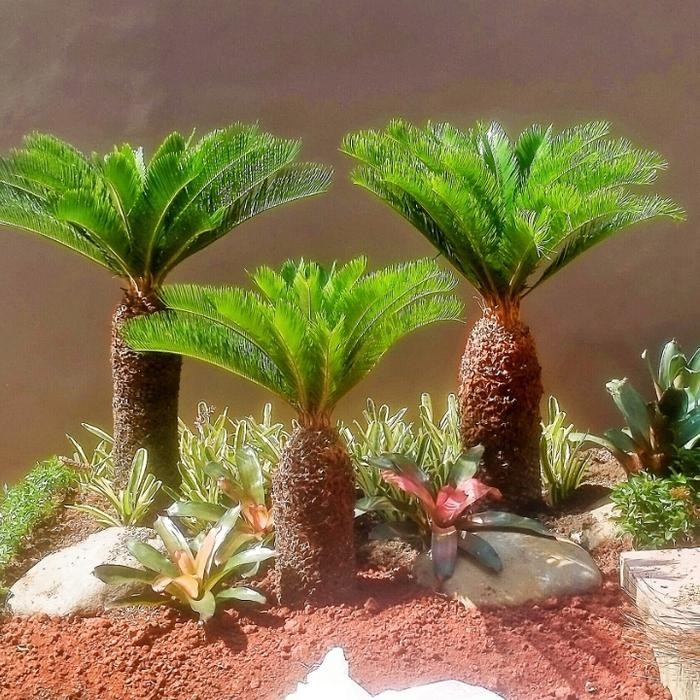 Tanaman Hias, Pohon Sikas (Pakis Serit) Terbaru Best Quality 100% Original