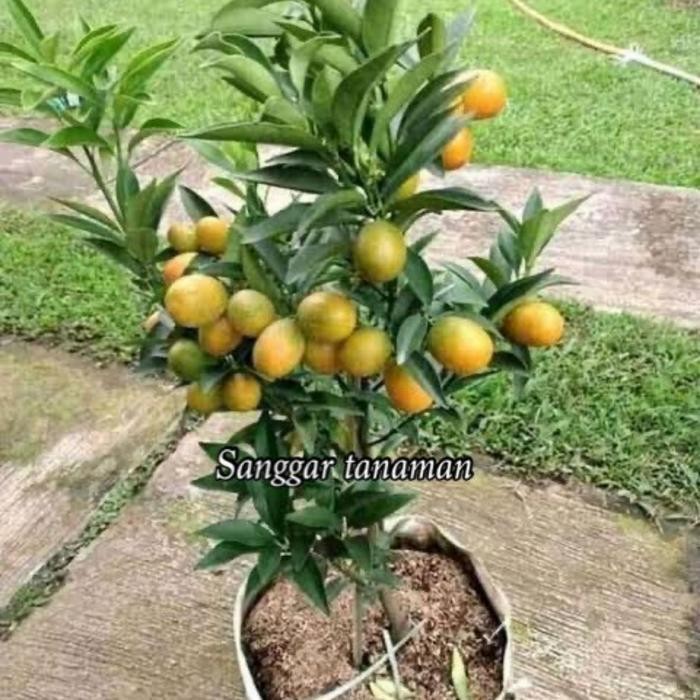 

Tanaman Jeruk Nagami Manis Berbuah New Best Quality 100% Original