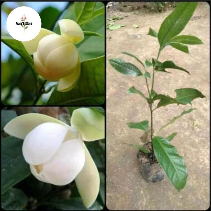 Promo Tanaman Hias Bunga Cempaka Putih Super Harum Termurah Best Quality 100% Original