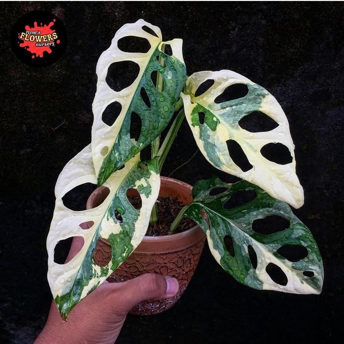 Tanaman Hias Janbol Jepang Varigata Putih - Janbol Jepang Variegata Terlaris Best Quality 100% Origi