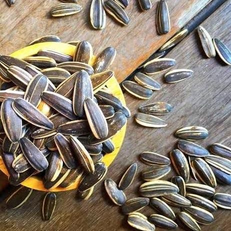 

Kuaci Biji Bunga Matahari Cemilan Kiloan Manis Gurih Pak 1 Kilo Camilan Food Asin Makanan