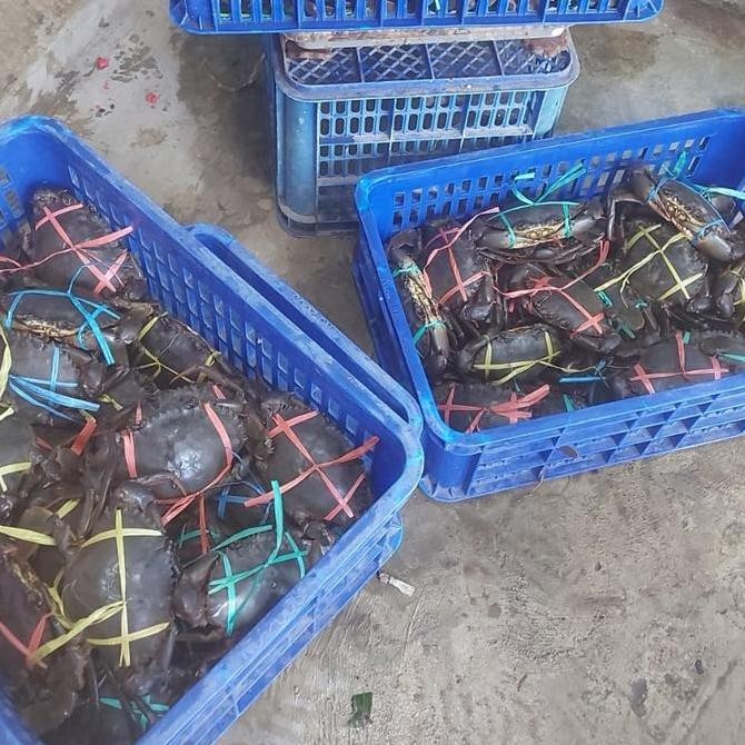 

RKM Jual Kepiting Bakau Jantan Fresh Frozen 1kg