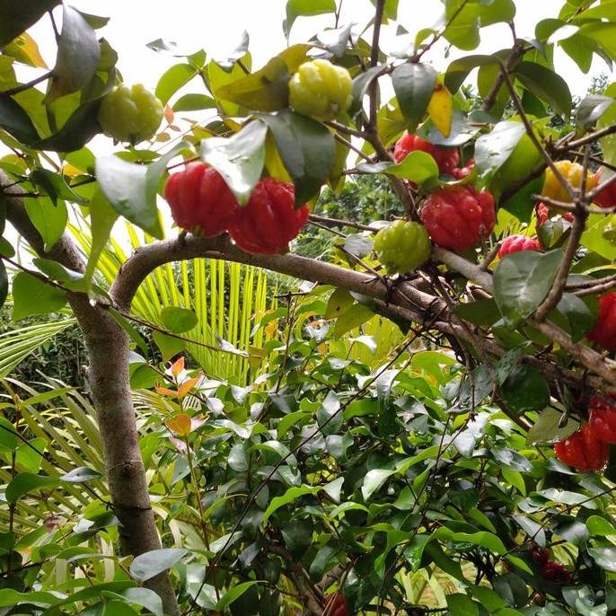 Pohon bonsai dewandaru //buah siyanto tinggi 2meter